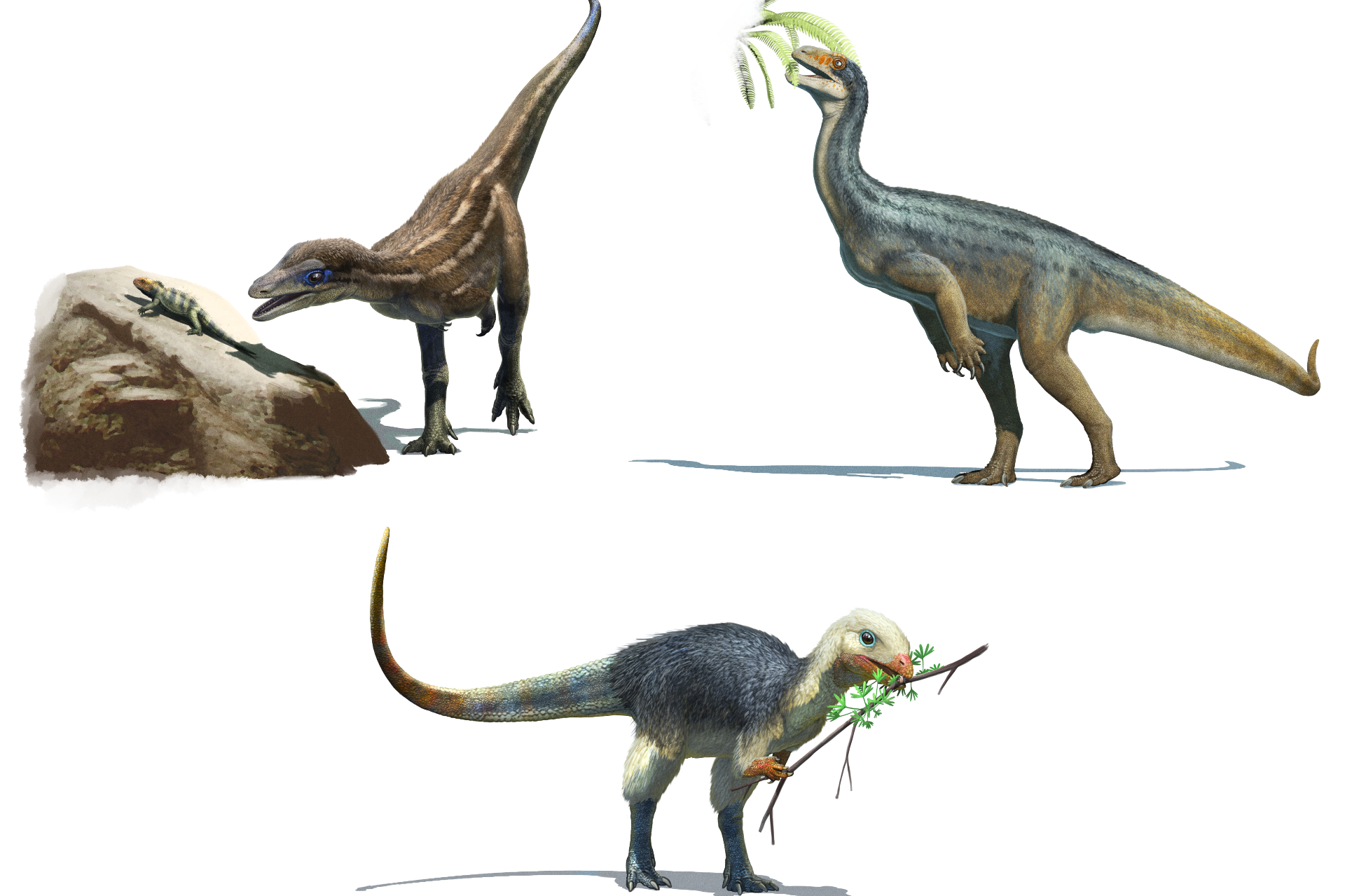 Thier diet,  Lesothosaurus is an omnivore, Buriolestes is a carnivore and Thecodontosaurus is an herbivore